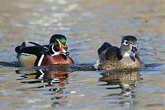 Wood Duck